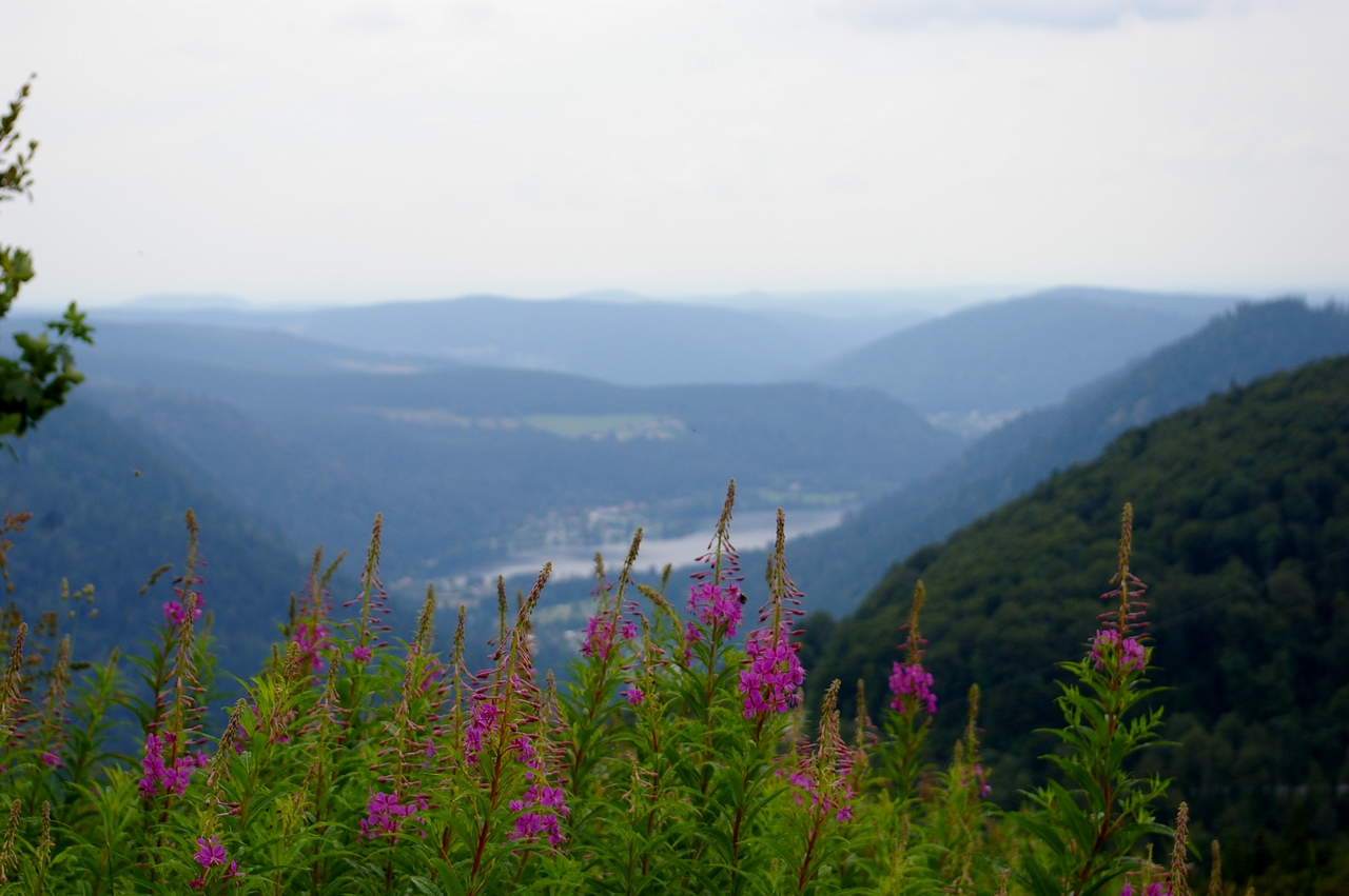 Fonds d'cran Nature Fleurs 