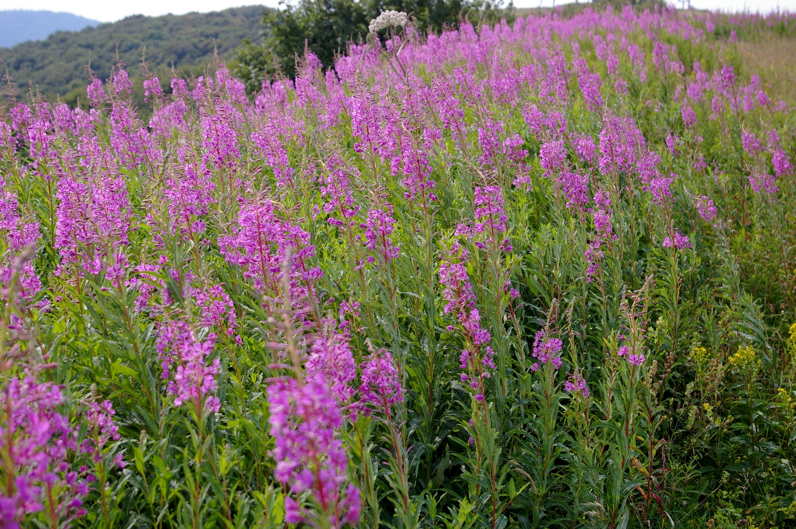 Wallpapers Nature Flowers 