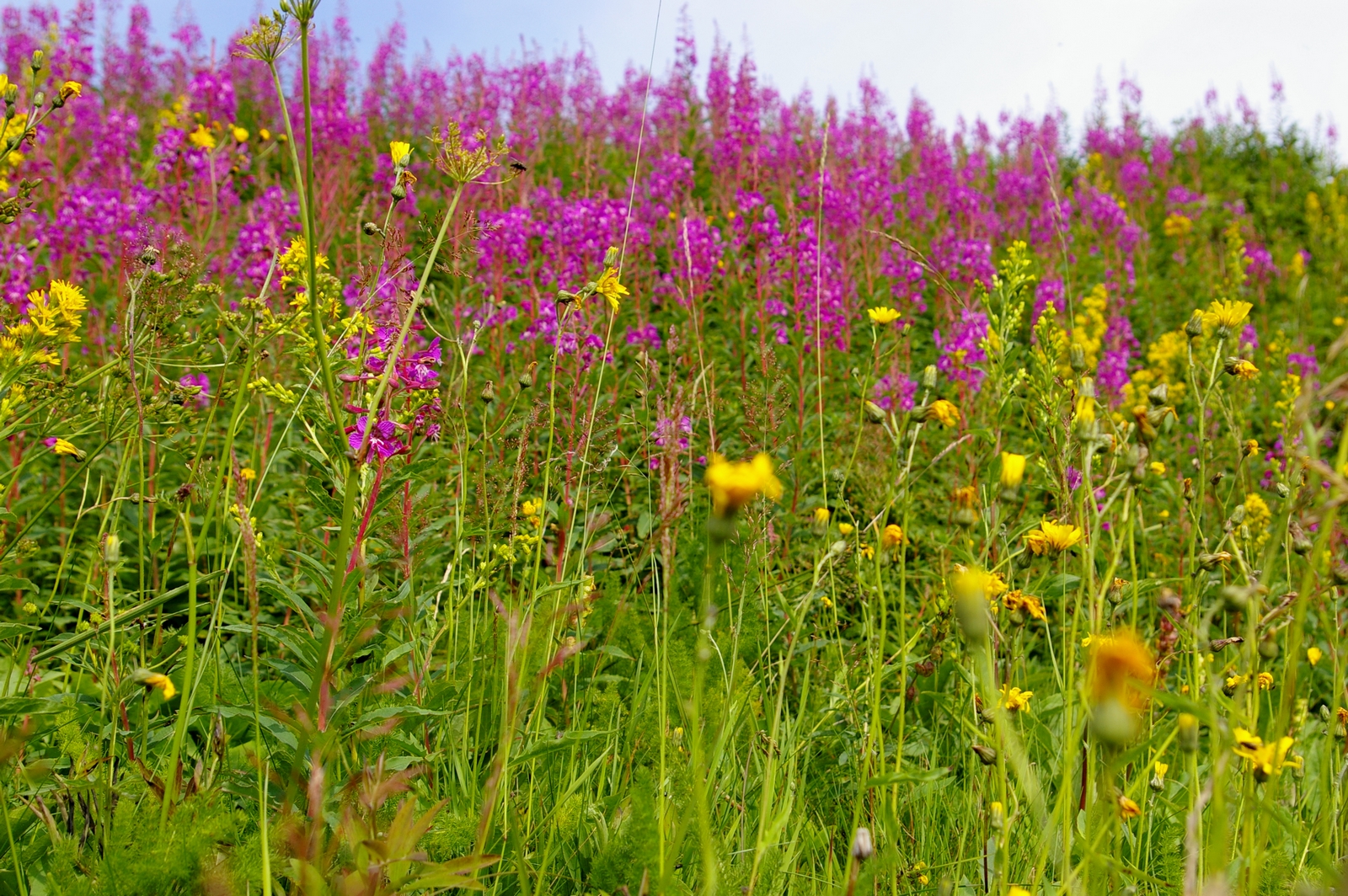 Wallpapers Nature Flowers 