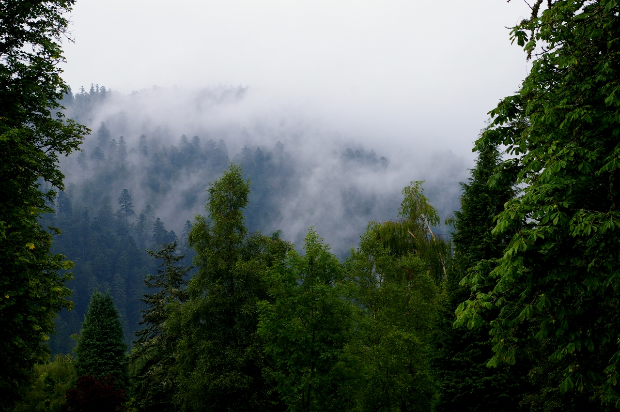 Fonds d'cran Nature Arbres - Forts 