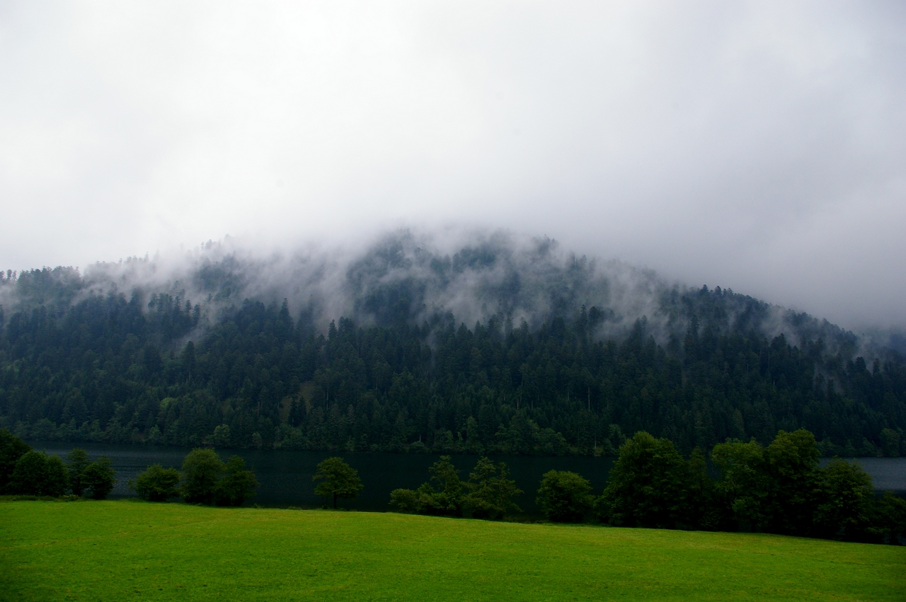 Fonds d'cran Nature Arbres - Forts 