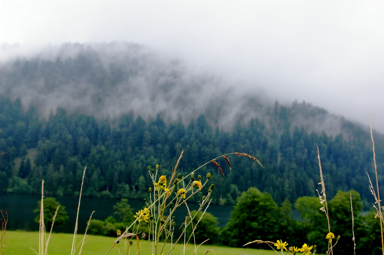 Fonds d'cran Nature Arbres - Forts 