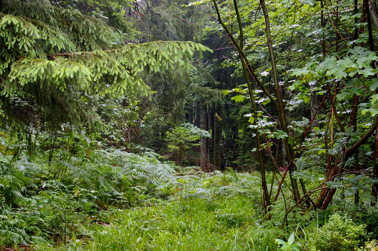 Fonds d'cran Nature Arbres - Forts 