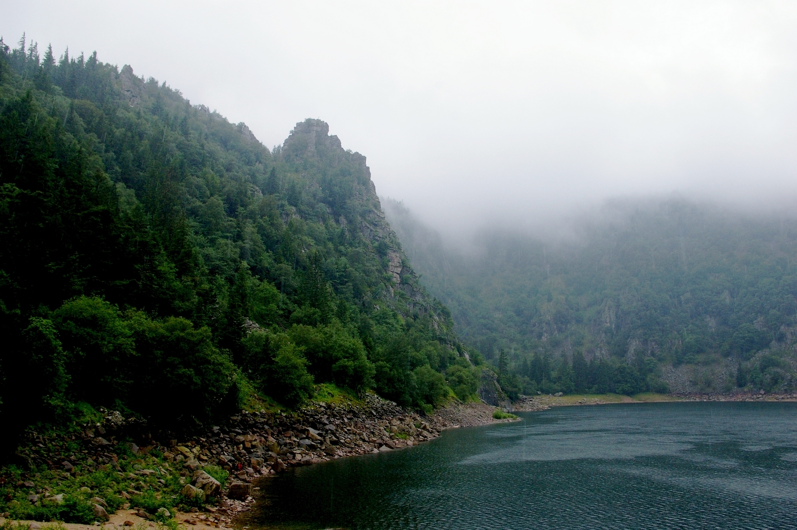 Fonds d'cran Nature Arbres - Forts 