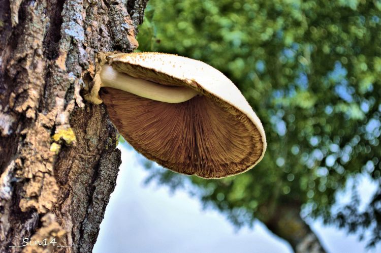 Fonds d'cran Nature Champignons LOZERE