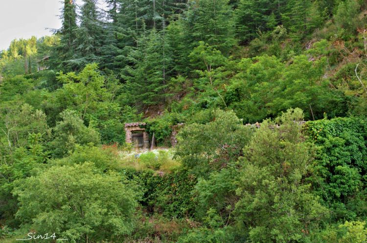 Fonds d'cran Nature Arbres - Forts ARDECHE