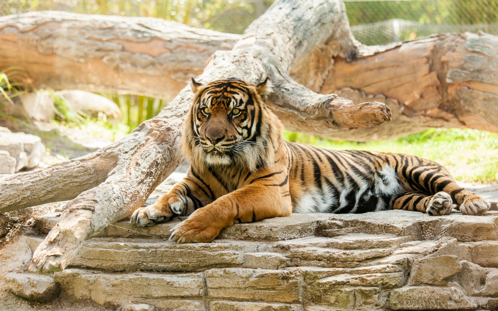 Wallpapers Animals Felines - Tigers 