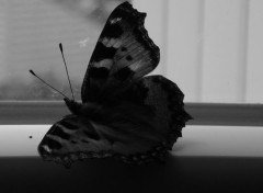  Animaux Papillon