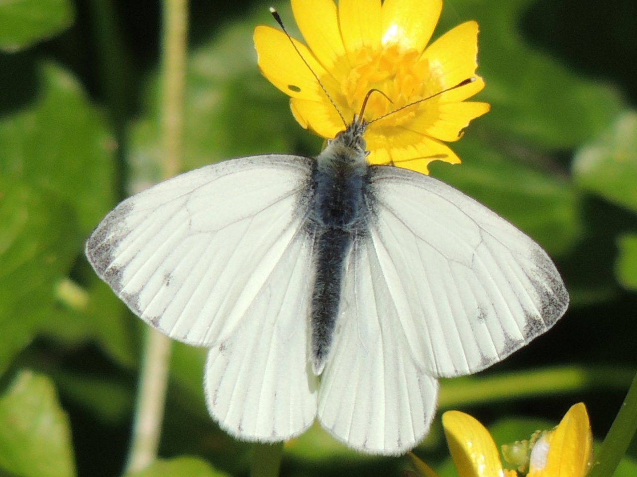 Wallpapers Animals Insects - Butterflies Petit papillon sur sa fleur jaune