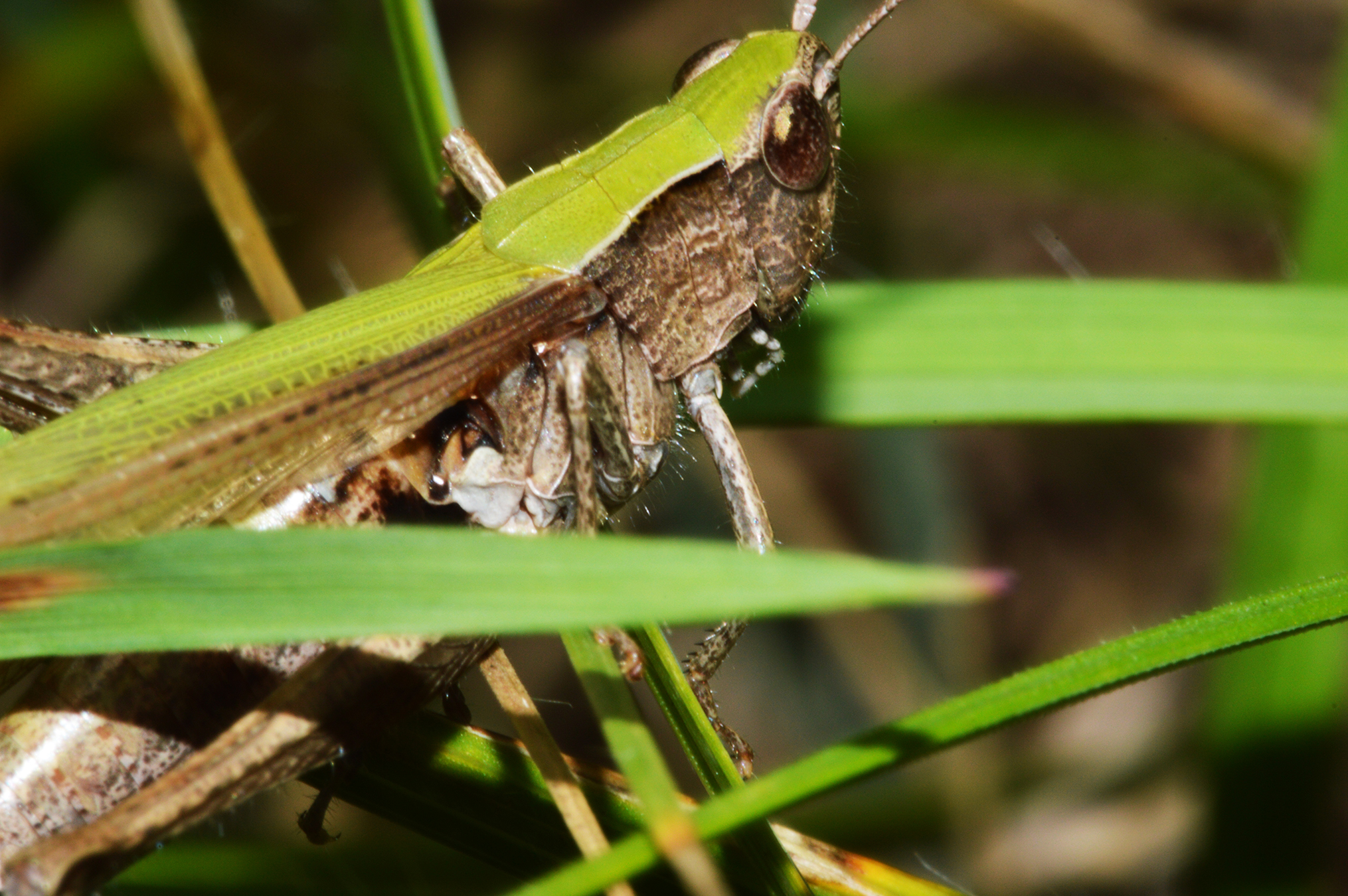 Wallpapers Animals Insects - Locusts Criquet