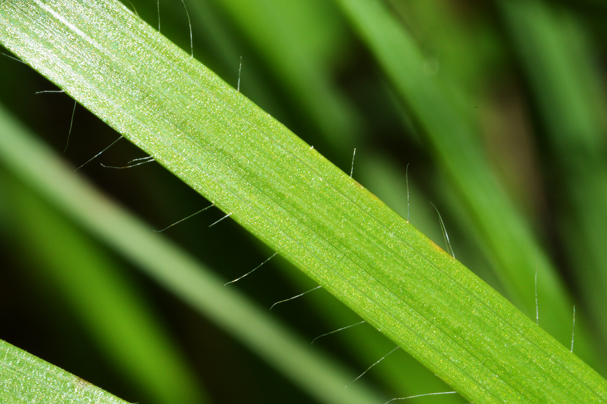 Fonds d'cran Nature Herbes herbe verte