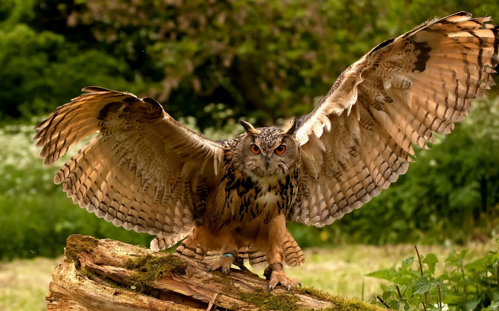 Wallpapers Animals Birds - Owls 