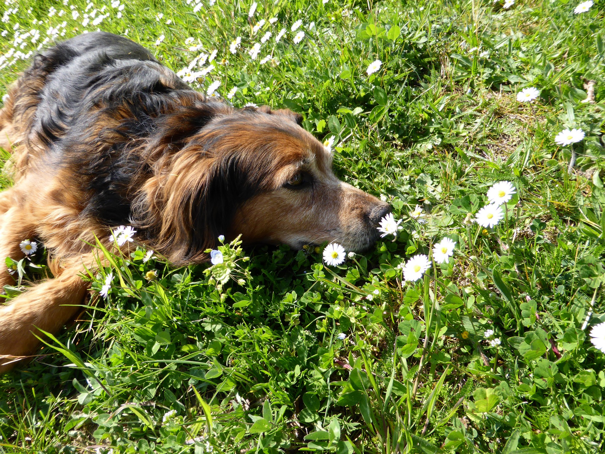 Fonds d'cran Animaux Chiens Chocolat pistache