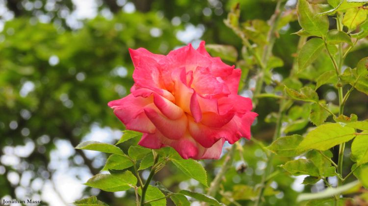 Fonds d'cran Nature Fleurs Rose.