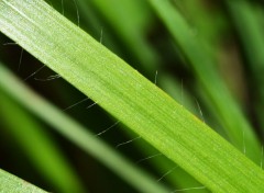  Nature herbe verte