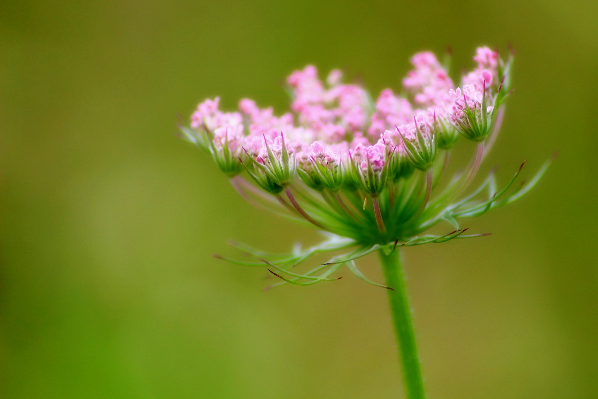 Wallpapers Nature Flowers Carotte sauvage