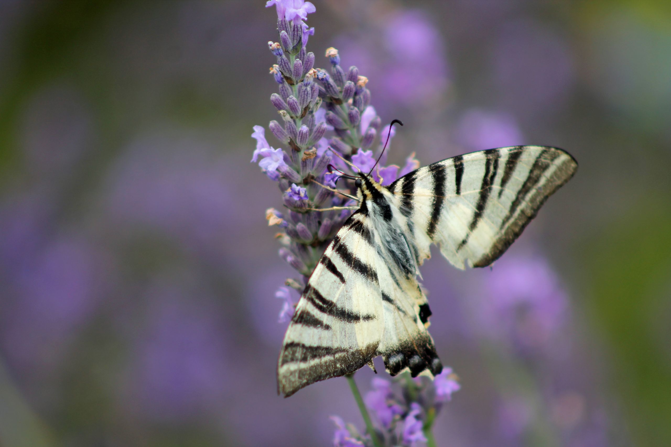 Fonds d'cran Animaux Insectes - Papillons 