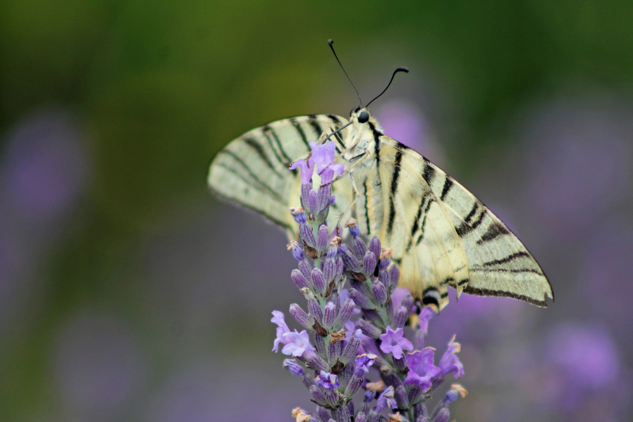 Wallpapers Animals Insects - Butterflies 