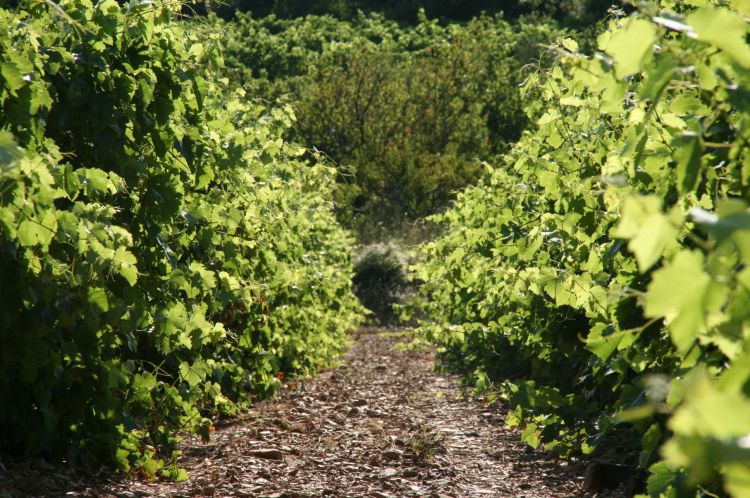 Wallpapers Nature Vines Languedoc Rousillon - Hrault