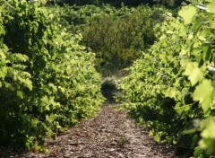  Nature Languedoc Rousillon - Hrault