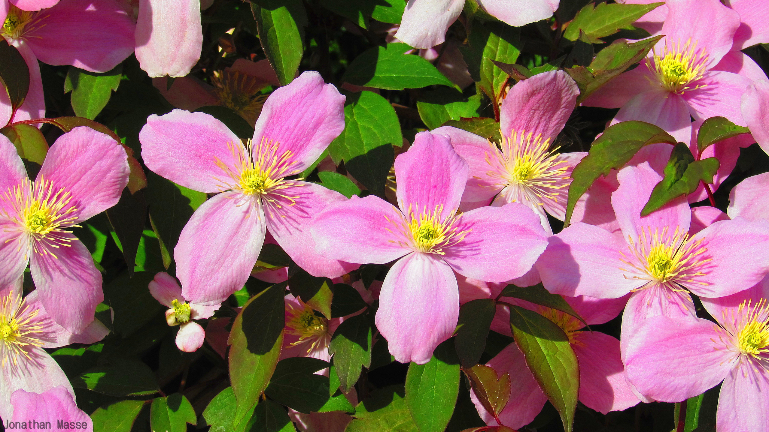 Fonds d'cran Nature Fleurs Fleurs roses.