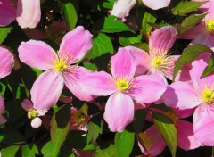  Nature Fleurs roses.