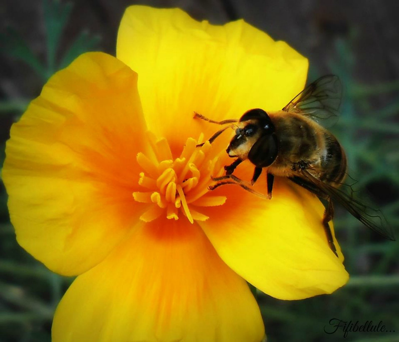 Fonds d'cran Animaux Insectes - Abeilles Gupes ... 