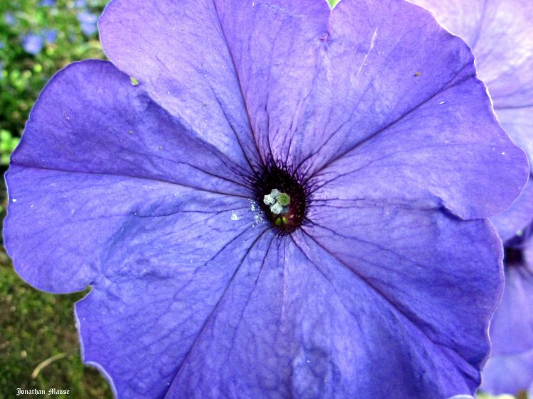 Wallpapers Nature Flowers Fleur bleue.