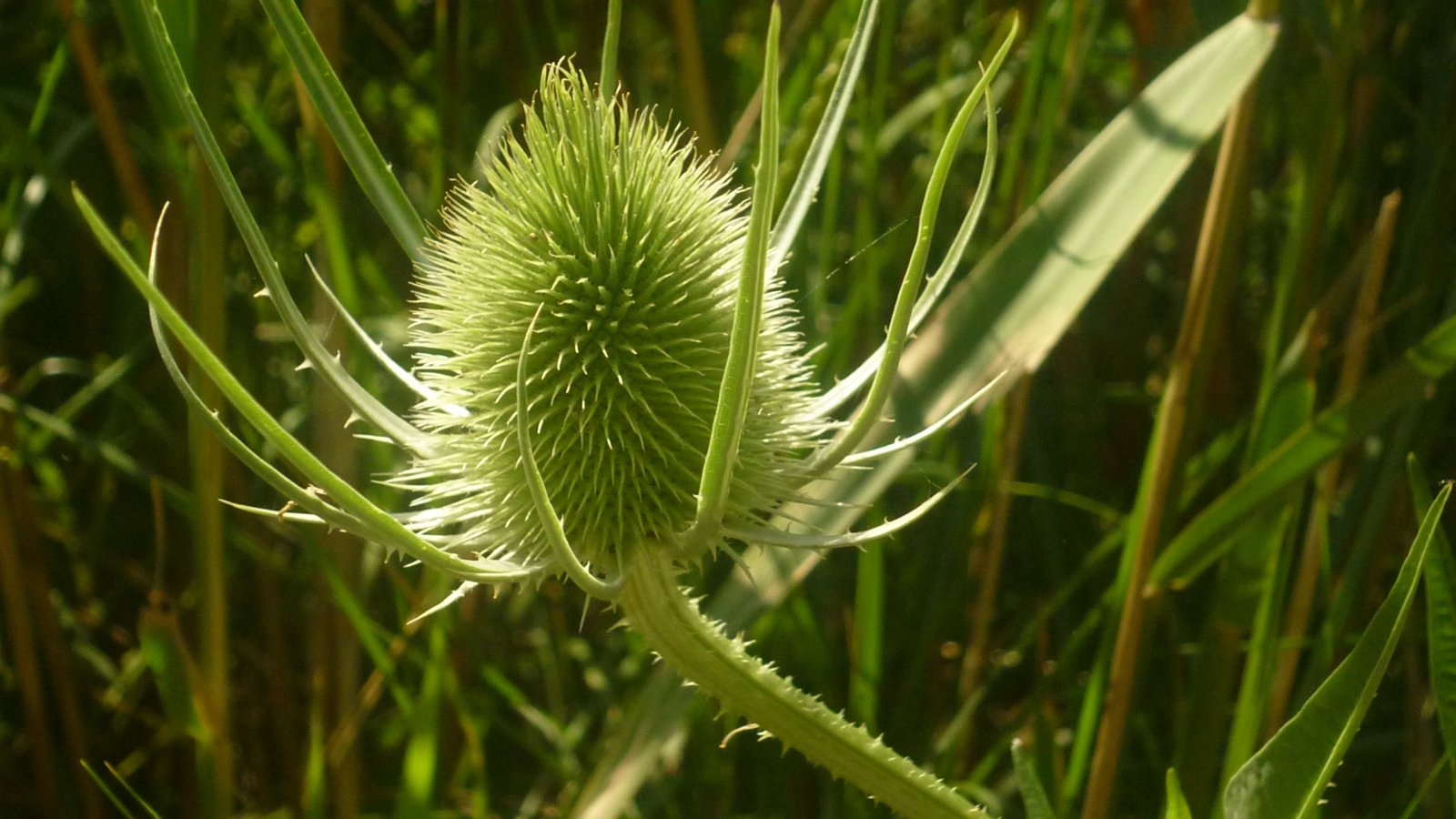 Wallpapers Nature Flowers 