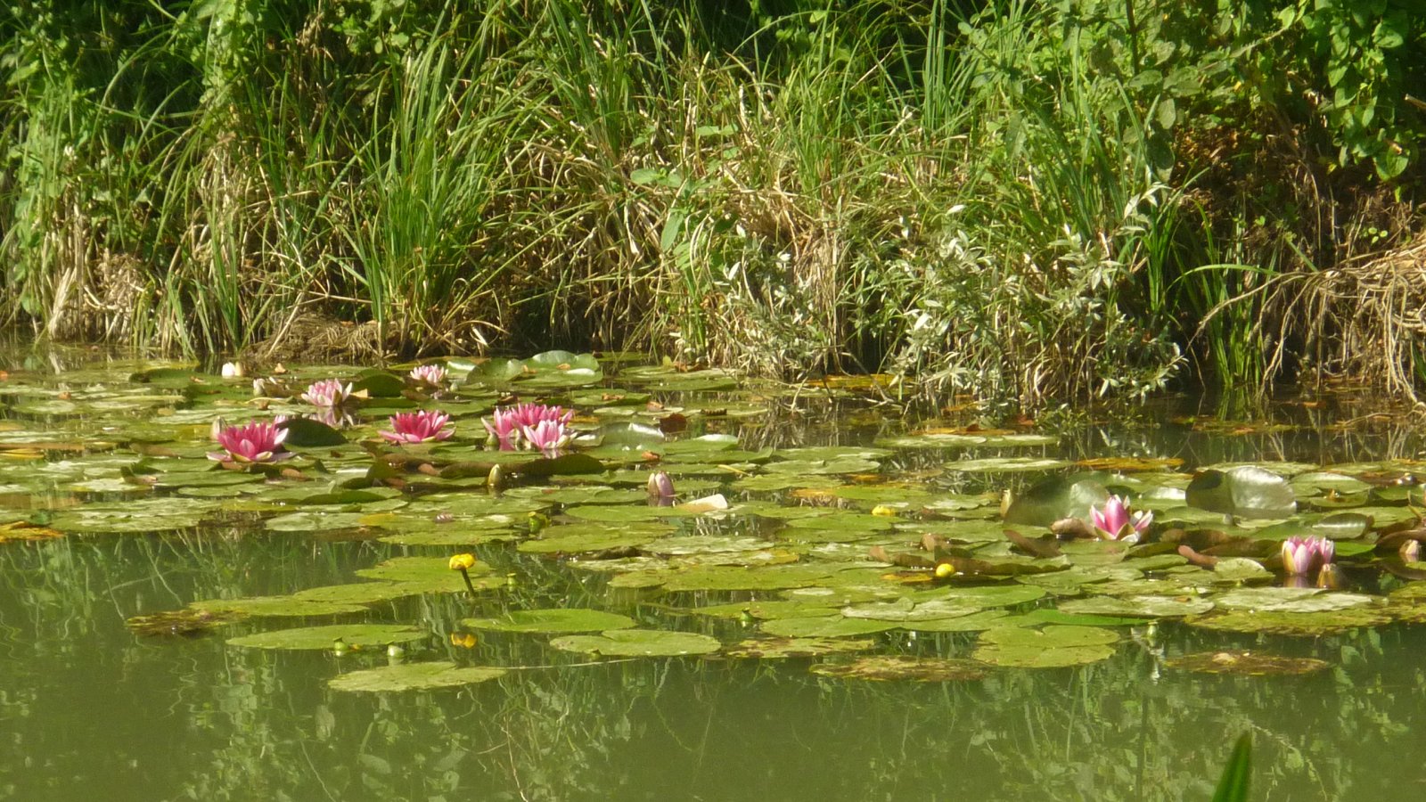 Fonds d'cran Nature Fleurs 