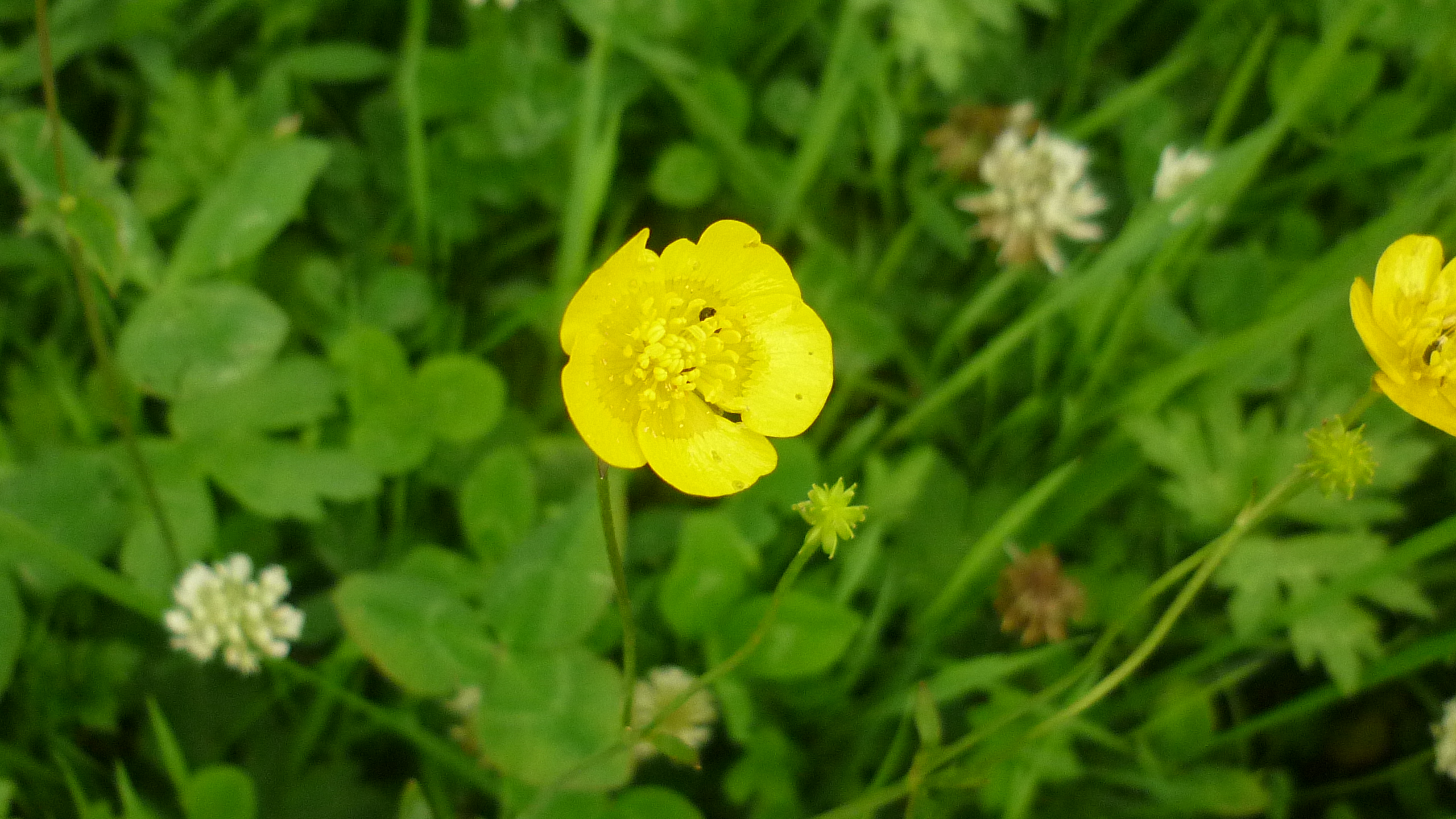 Fonds d'cran Nature Fleurs 