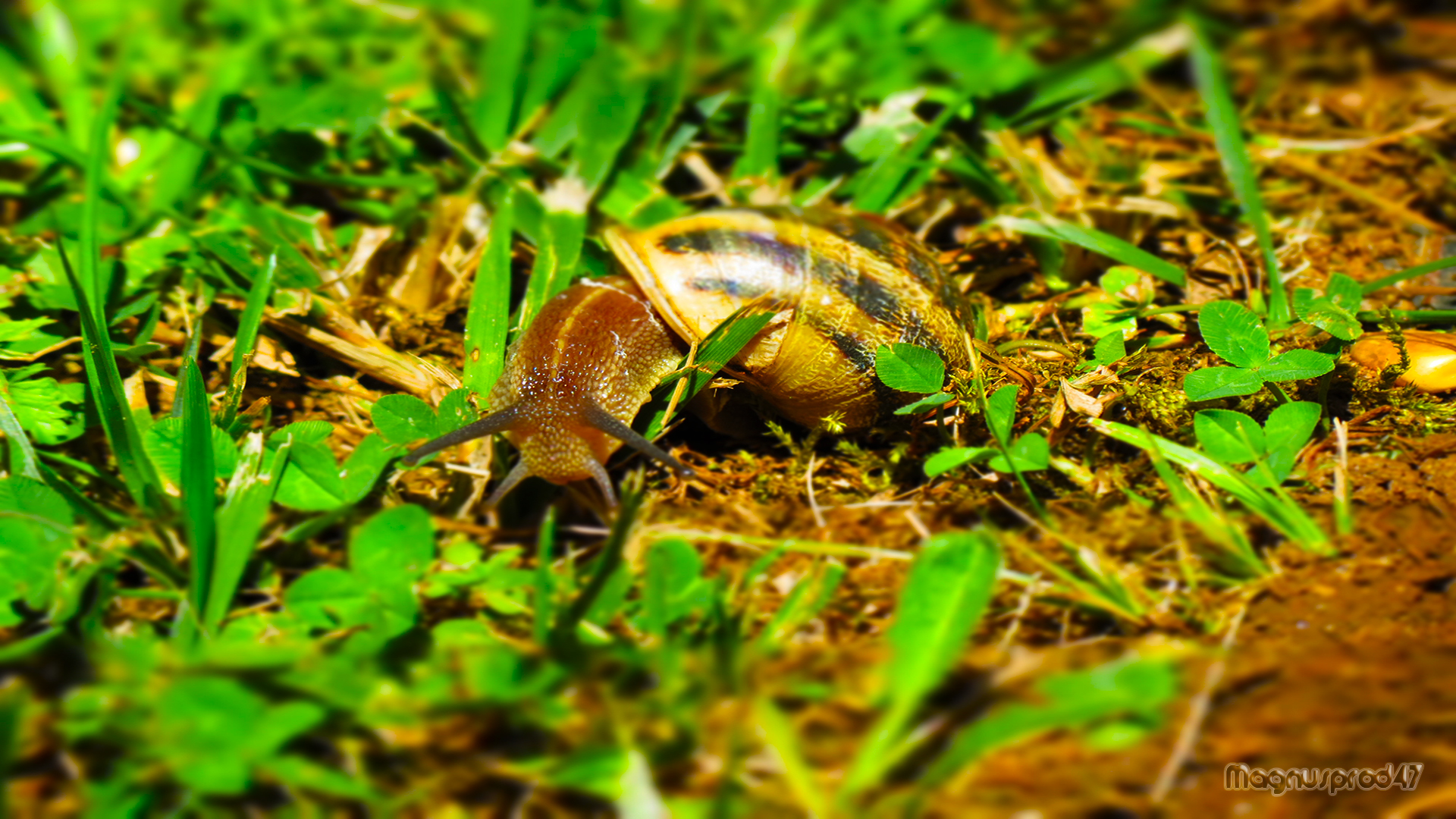 Fonds d'cran Animaux Escargots - Limaces escargot