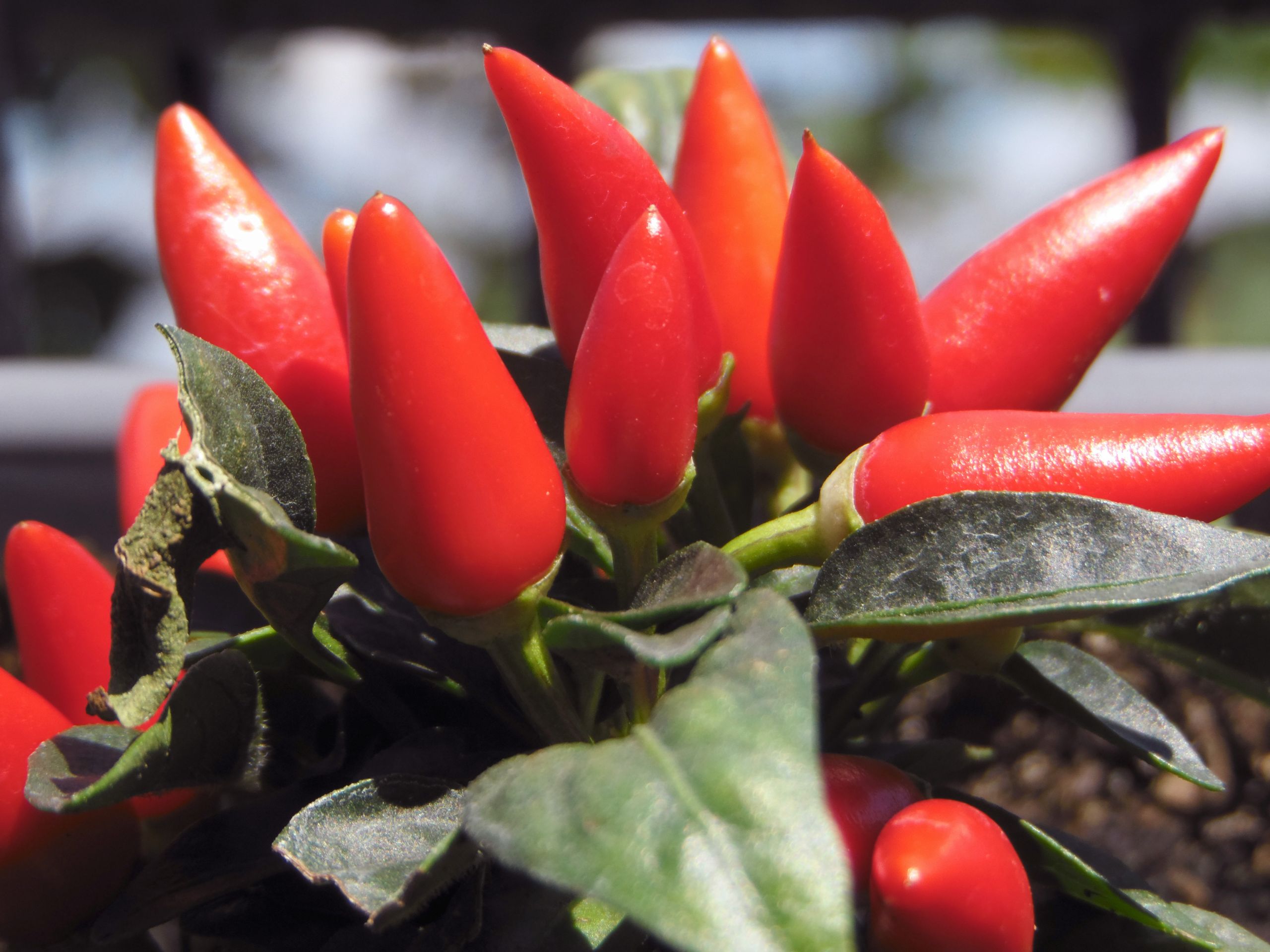 Wallpapers Nature Fruits Piments