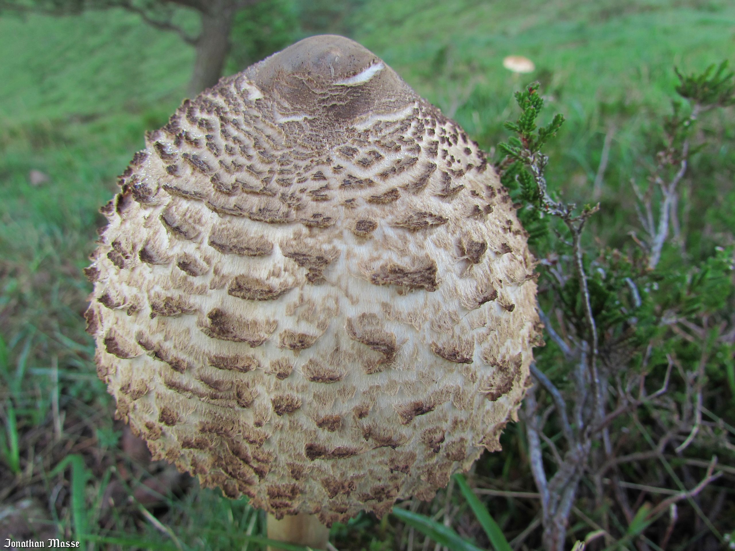 Fonds d'cran Nature Champignons Coulemelle.