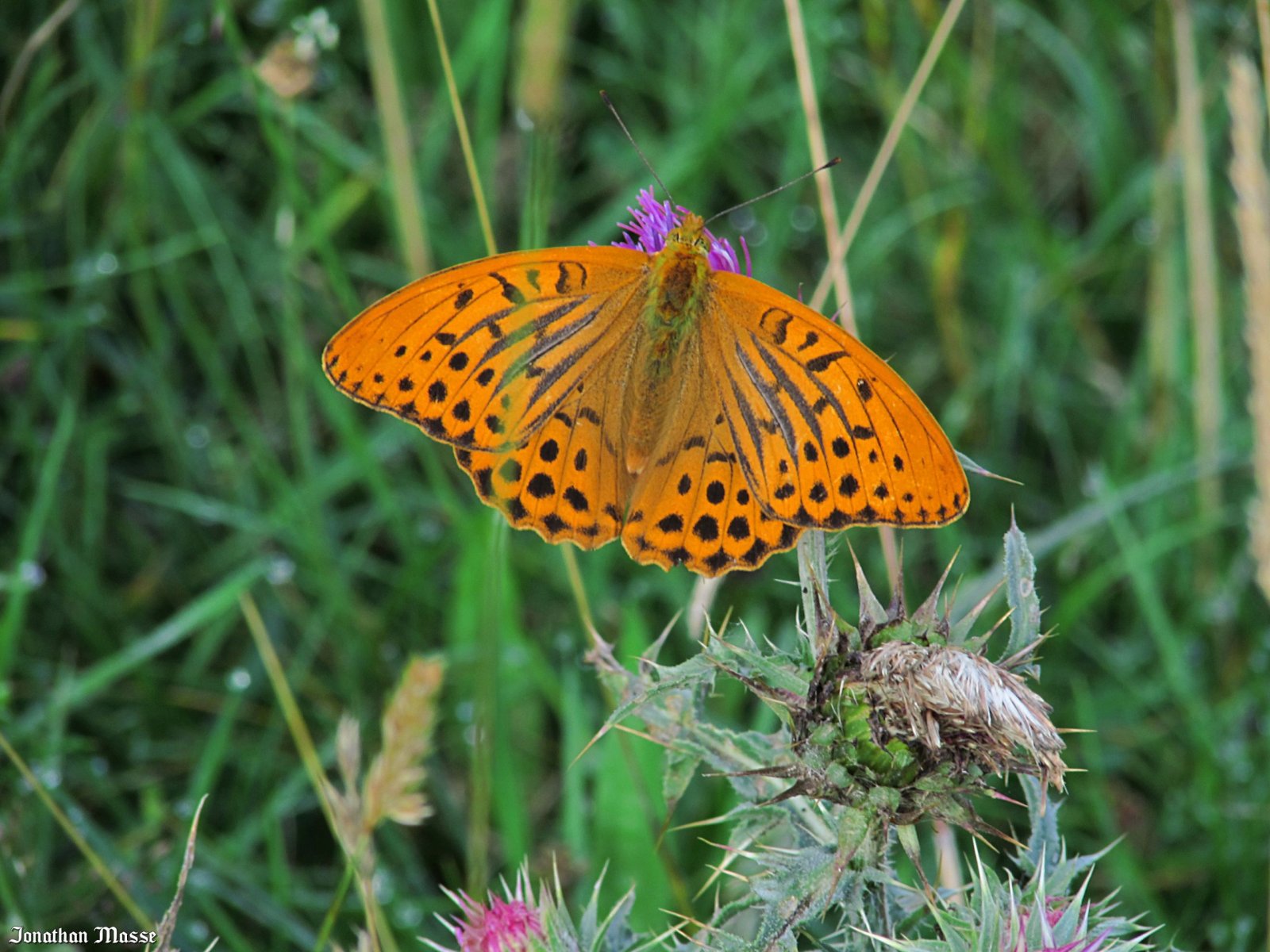 Fonds d'cran Animaux Insectes - Papillons papillon