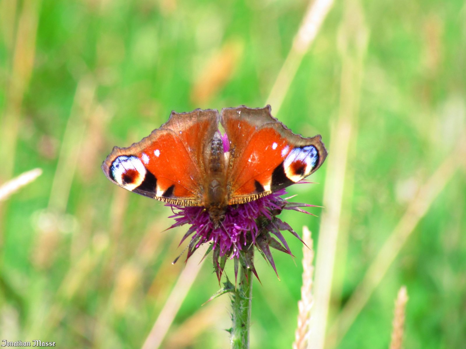 Wallpapers Animals Insects - Butterflies papillon