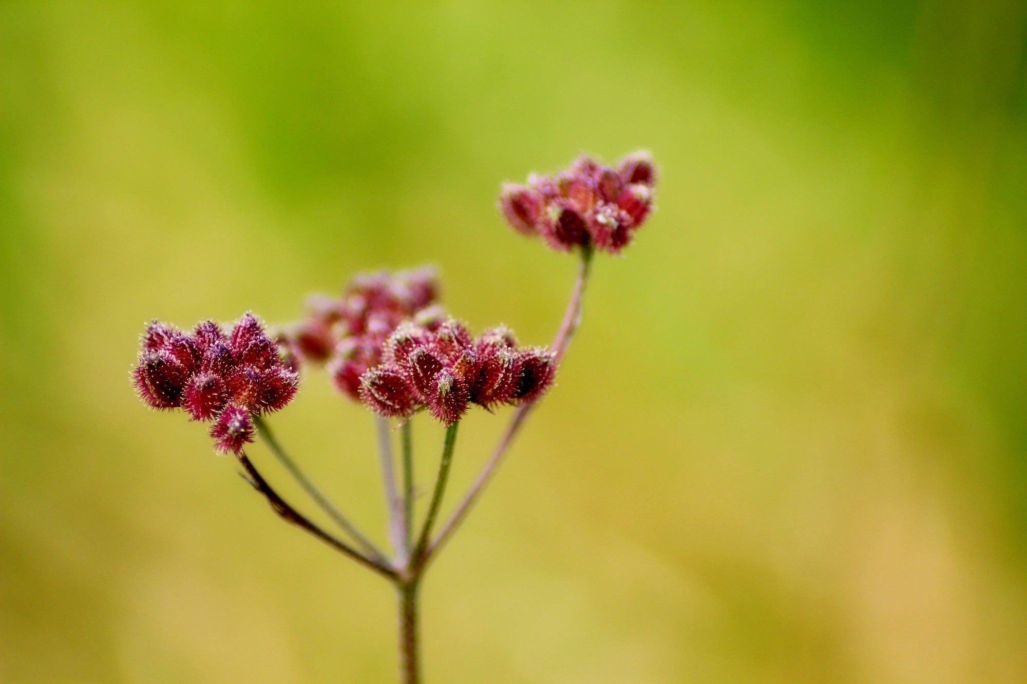 Fonds d'cran Nature Fleurs 