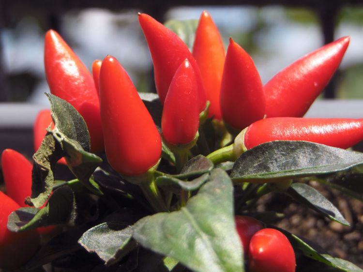 Wallpapers Nature Fruits Piments