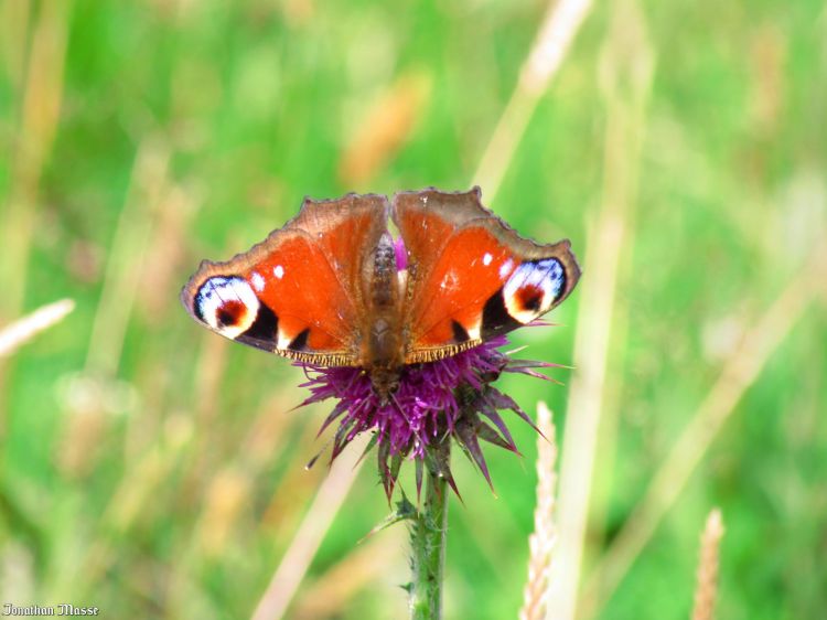 Fonds d'cran Animaux Insectes - Papillons papillon