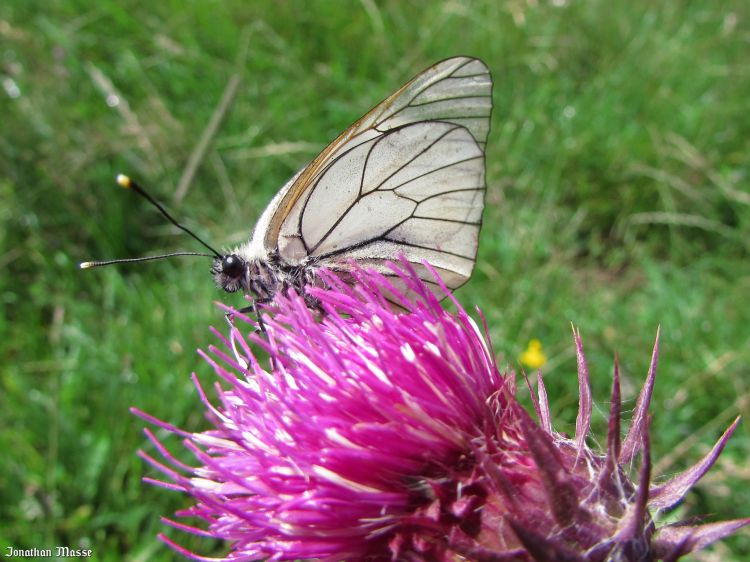 Fonds d'cran Animaux Insectes - Papillons papillon