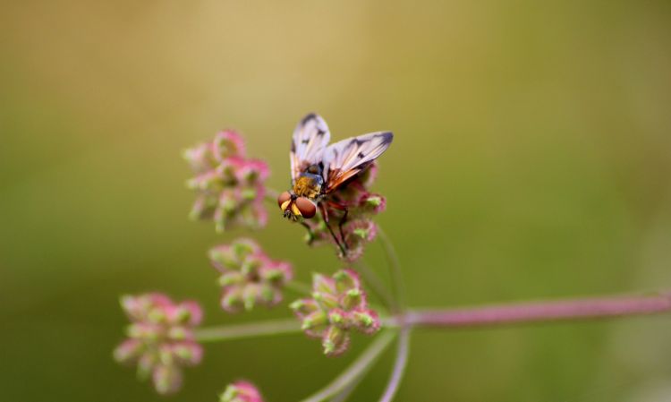 Fonds d'cran Animaux Insectes - Mouches Phasie crassipenne