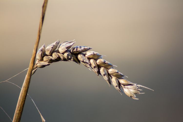 Wallpapers Nature Harvest epis de bl