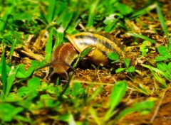  Animals escargot