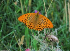  Animaux papillon