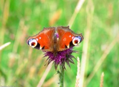  Animaux papillon