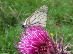  Animaux papillon