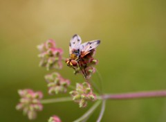  Animaux Phasie crassipenne