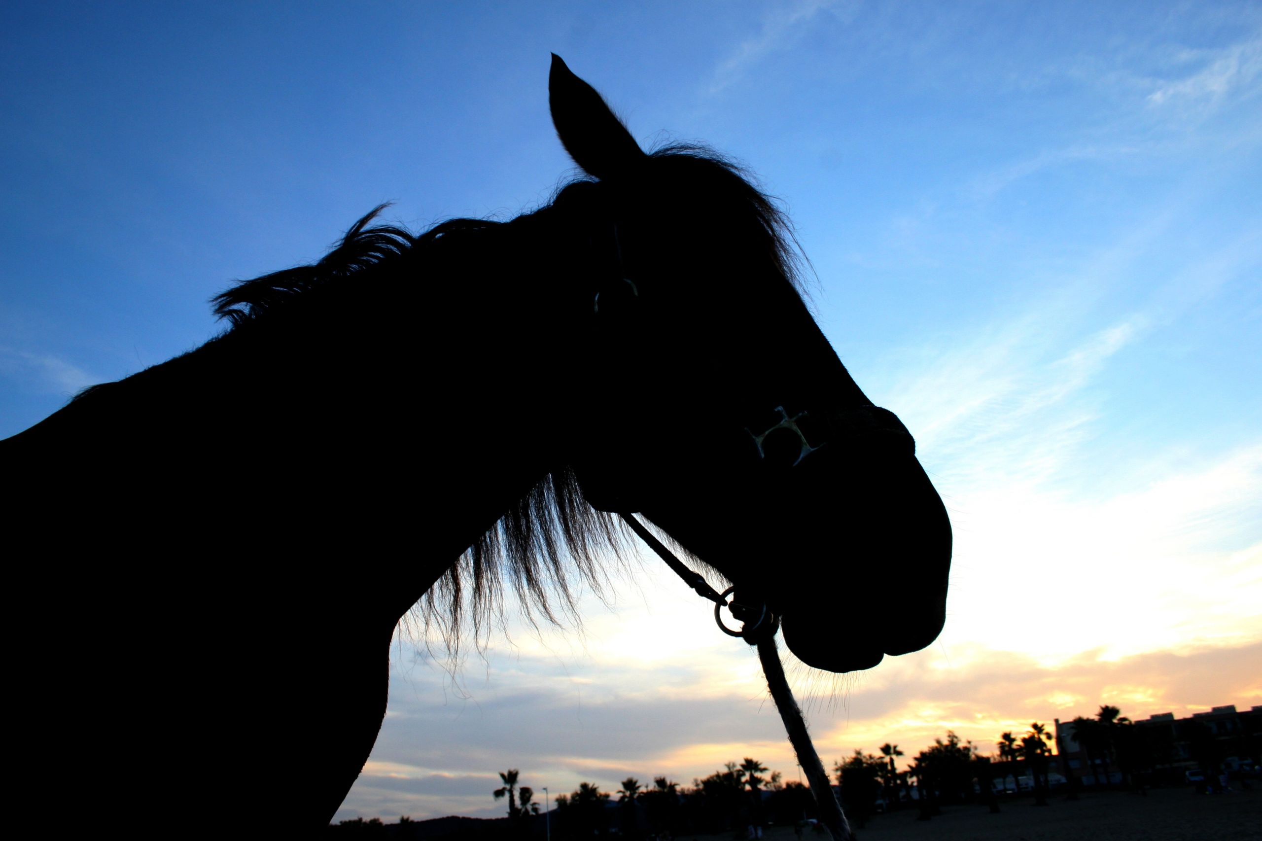 Wallpapers Animals Horses 