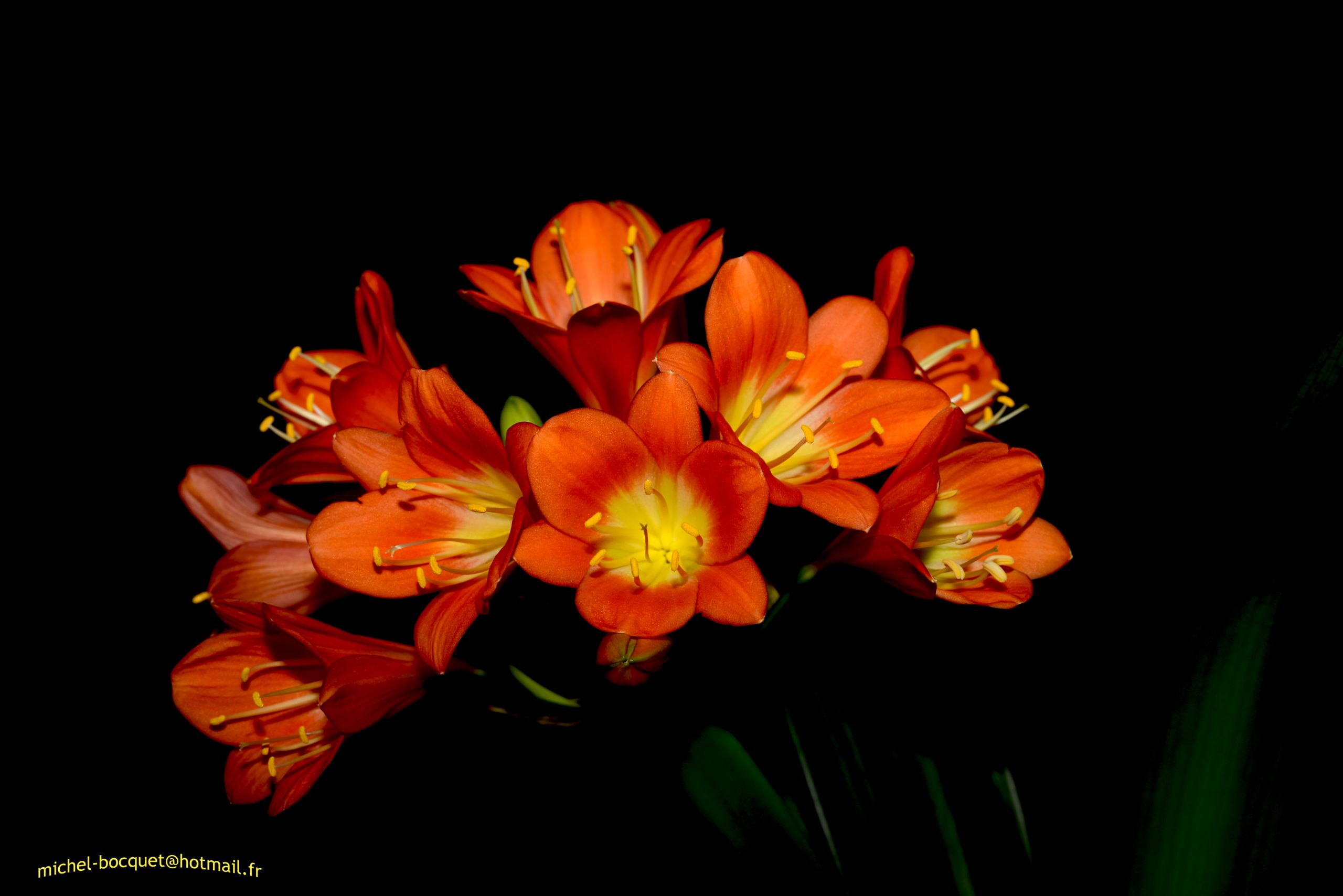 Fonds d'cran Nature Fleurs Fleurs