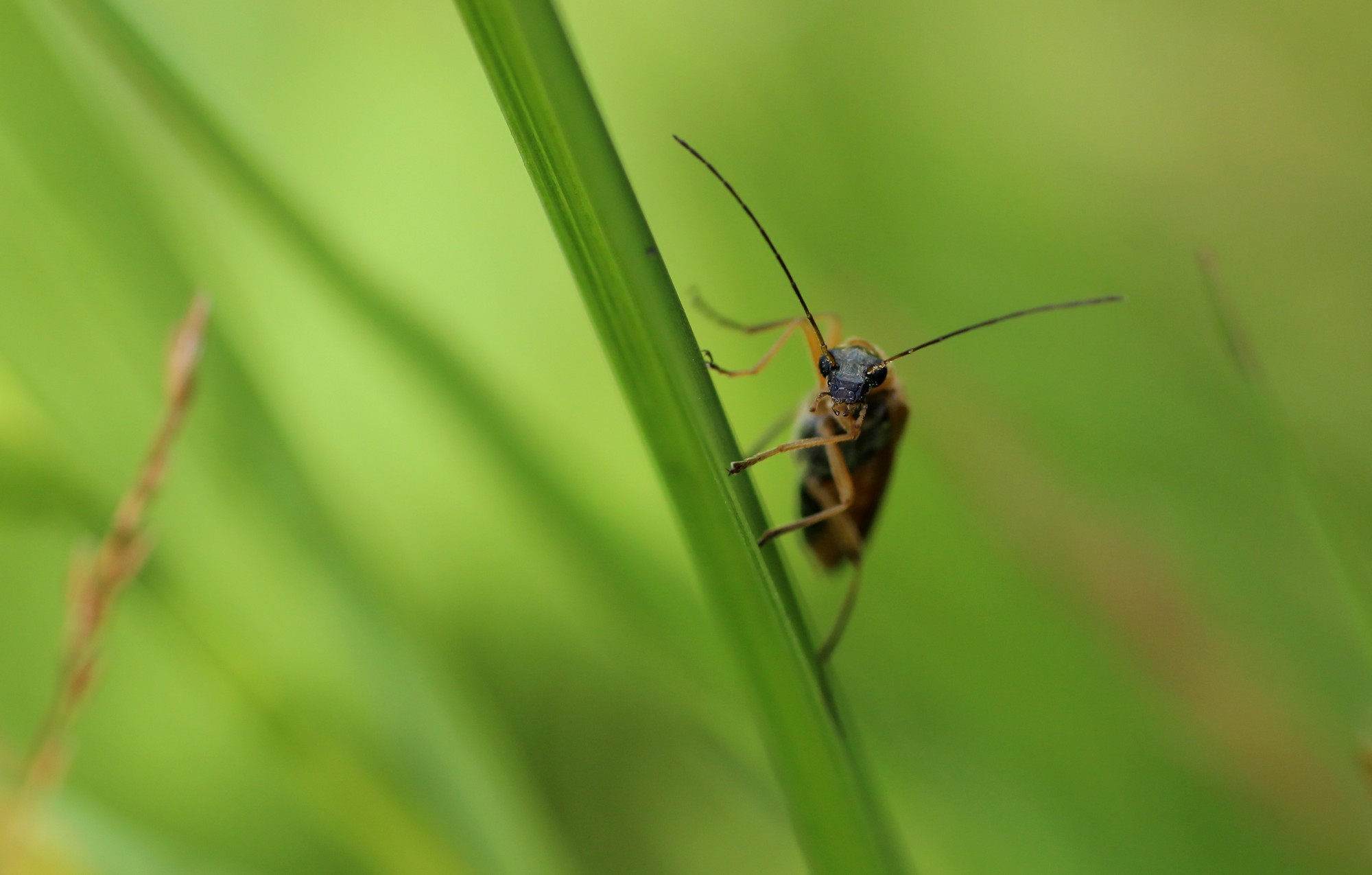 Wallpapers Animals Insectes - Tlphore Tu veux ma photo ?